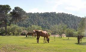 ΚΤΗΜΑ ΙΠΠΟΛΥΤΗ