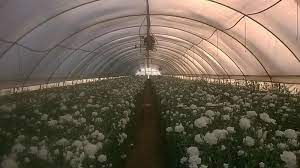 ΘΕΡΜΟΚΗΠΙΑ ΑΒΡΑΜΗΣ ΧΑΡΟΠΟ ΣΕΡΡΕΣ