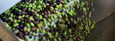 ΕΛΑΙΟΤΡΙΒΕΙΟ ΑΓΙΟΣ ΣΥΛΛΑΣ ΗΡΆΚΛΕΙΟ ΚΡΗΤΗ ΜΑΡΤΗΣ ΠΕΤΡΟΣ