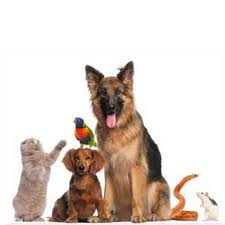 PET SHOP ΖΩΟΤΡΟΦΕΣ ΦΑΡΜΑΚΑ ALTHEXIS ΥΔΡΑ ΑΤΤΙΚΗ ΡΑΜΠΙΑΣ ΓΕΩΡΓΙΟΣ