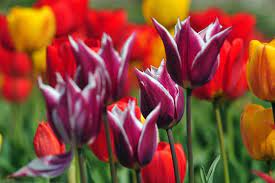 ΑΝΘΟΠΩΛΕΙΟ ΘΕΡΜΟΚΗΠΙΑ ΑΝΘΟΚΑΛΛΙΕΡΓΕΙΕΣ ΞΥΝΤΑΡΗ ΧΙΟΣ