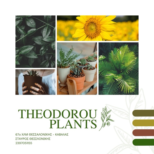ΦΥΤΩΡΙΟ ΑΡΩΜΑΤΙΚΑ ΦΥΤΑ THEODOROU PLANTS ΣΤΑΥΡΟΣ ΘΕΣΣΑΛΟΝΙΚΗ ΘΕΟΔΩΡΟΥ ΤΡΙΑΝΤΑΦΥΛΛΟΣ