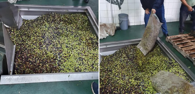 ΕΛΑΙΟΤΡΙΒΕΙΟ ΜΙΧΟΣ ΑΕ ΕΛΑΙΟΣΤΑΣΙ ΝΑΥΠΑΚΤΟΣ ΑΙΤΩΛΟΑΚΑΡΝΑΝΙΑ