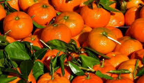 ΑΓΡΟΤΙΚΟΣ ΣΥΝΕΤΑΙΡΙΣΜΟΣ ΕΜΠΟΡΙΑΣ ΑΓΡΟΤΙΚΩΝ ΠΡΟΪΟΝΤΩΝ ΑΝΥΦΙΟΥ ΑΓΙΑ ΤΡΙΑΔΑ ΝΑΥΠΛΙΟ ΜΗΤΡΟΣΥΝΗΣ ΜΙΧΑΗΛ