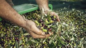 ΠΑΡΑΓΩΓΗ ΤΥΠΟΠΟΙΗΣΗ ΕΛΑΙΟΛΑΔΟΥ ΣΠΑΡΤΗ ΣΜΥΡΝΙΟΣ ΓΙΑΝΝΗΣ