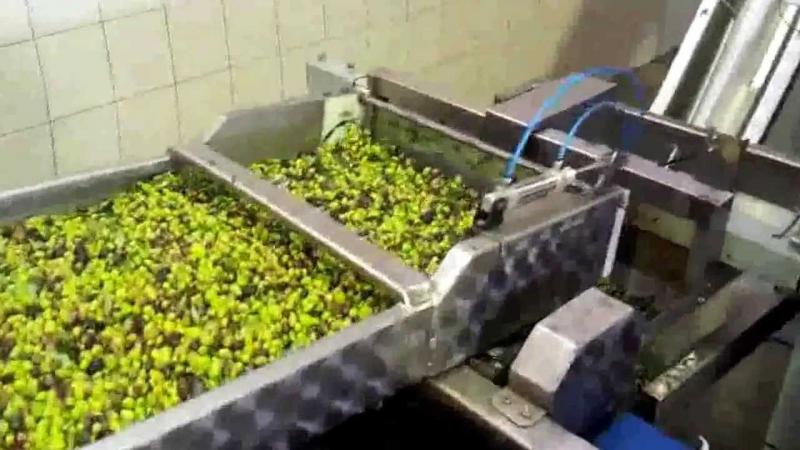 ΕΛΑΙΟΤΡΙΒΕΙΟ ΚΑΡΑΒΟΜΥΛΟΣ ΣΤΥΛΙΔΑ ΦΘΙΩΤΙΔΑ ΣΑΪΤΗΣ ΕΜΜΑΝΟΥΗΛ