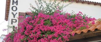 ΜΟΥΡΙΑ ΞΕΝΟΔΟΧΕΙΟ ΣΚΙΑΘΟΣ