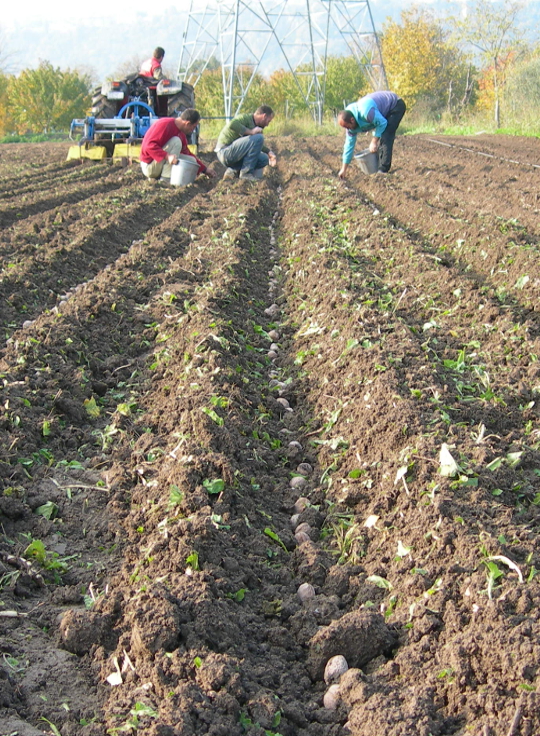 ΦΥΤΩΡΙΑ ΠΑΣΧΑΛΗΣ ΦΥΤΩΡΙΟ ΟΠΩΡΟΦΟΡΑ ΚΑΛΛΩΠΙΣΤΙΚΑ ΦΥΤΑ ΕΔΕΣΣΑ ΠΕΛΛΑ  ΠΑΣΧΑΛΗΣ ΔΗΜΗΤΡΗΣ
