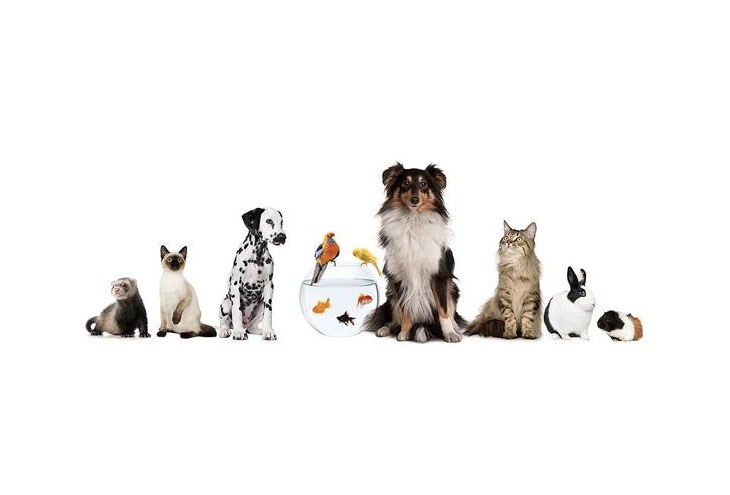 PET SHOP ΑΞΕΣΟΥΑΡ ΚΑΤΟΙΚΙΔΙΩΝ ΖΩΩΤΡΟΦΕΣ PET STREET ΧΑΝΙΑ ΚΡΗΤΗ ΜΟΥΓΛΑΛΗ ΕΛΠΙΝΙΚΗ