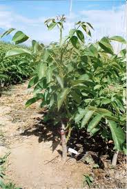 ΕΜΠΟΡΙΟ ΦΥΤΩΝ ΦΥΤΩΡΙΑ ΛΑΜΙΑΣ ΛΑΜΙΑ ΦΘΙΩΤΙΔΑ ΑΝΑΣΤΑΣΙΟΥ ΔΗΜΗΤΡΙΟΣ