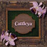 ΑΝΘΟΠΩΛΕΙΟ CATTLEYA ΔΡΟΣΙΑ ΑΤΤΙΚΗ ΠΑΣΙΠΟΥΛΑΡΙΔΟΥ ΓΕΩΡΓΙΑ ΑΔΑΜΑΝΤΙΑ