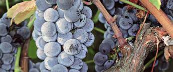 ΜΗΧΑΝΗΜΑΤΑ ΥΛΙΚΑ ΕΜΦΙΑΛΩΣΕΩΝ ΕΜΦΙΑΛΩΣΕΙΣ ΛΑΚΚΩΜΑ ΧΑΛΚΙΔΙΚΗ ΑΥΓΟΥΣΤΗΣ ΑΘΑΝΑΣΙΟΣ