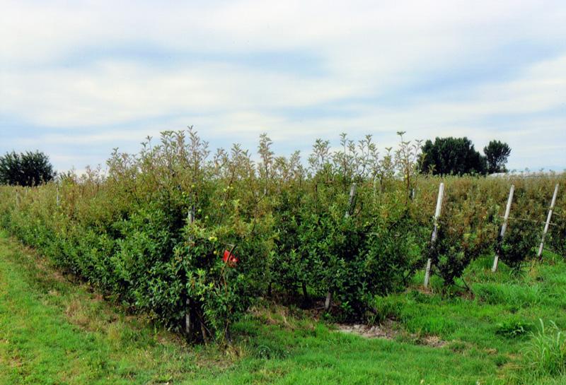 ΒΙΟΛΟΓΙΚΑ ΠΡΟΪΟΝΤΑ ΒΛΑΧΙΚΗ ΠΙΤΑ ΚΡΥΑ ΒΡΥΣΗ ΓΙΑΝΝΙΤΣΑ ΠΕΛΛΑ ΤΑΣΙΟΣ ΒΑΣΙΛΕΙΟΣ