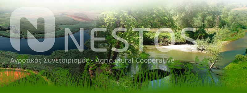 ΑΓΡΟΤΙΚΟΣ ΣΥΝΕΤΑΙΡΙΣΜΟΣ ΠΑΡΑΓΩΓΗ ΣΠΑΡΑΓΓΙΩΝ ΑΣΣΝ NESTOS ΧΡΥΣΟΥΠΟΛΗ ΚΑΒΑΛΑ